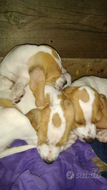 Pointer clastidium bianco arancio