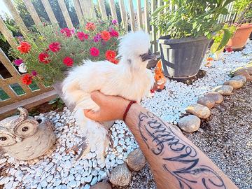 Gallina Moroseta