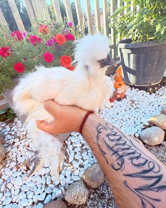 Gallina Moroseta