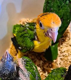 Caicco testa nera e gialla