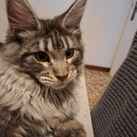 Cucciolo di maine coon
