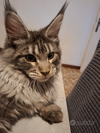 Cucciolo di maine coon
