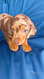 Cani bassotti maschi