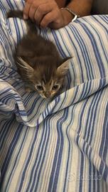 Gatto siberiano