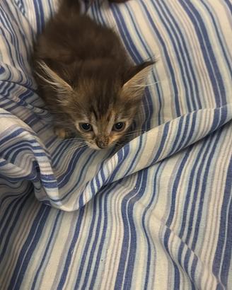 Gatto siberiano