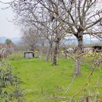 7 fusti di noci età 45 anni per falegnami