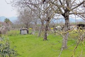 7 fusti di noci età 45 anni per falegnami