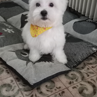 Cucciolo maltese