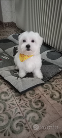 Cucciolo maltese