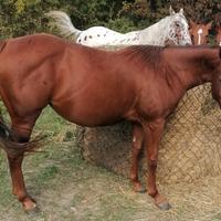 Quarter Femmina 2023