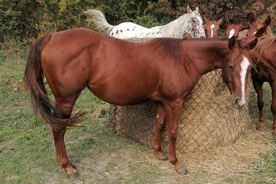 Quarter Femmina 2023