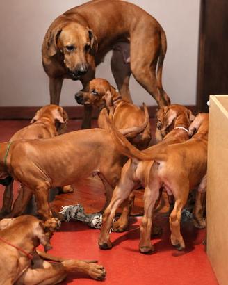 Cuccioli Rhodesian Ridgeback con pedigree ENCI