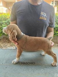 Cucciolata di segugi maremmani tigranti - ENCI