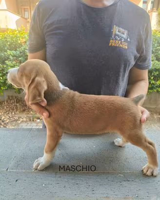 Cucciolata di segugi maremmani tigranti - ENCI
