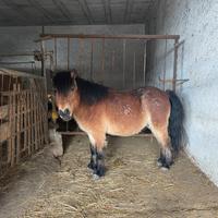 Pony