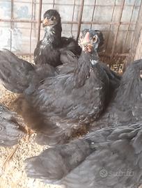 Polletti brahma