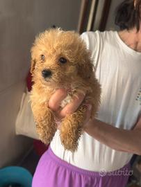 Cucciolo di barboncino toy