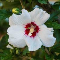 Hibiscus Syriacus vari colori