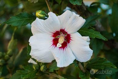Hibiscus Syriacus vari colori
