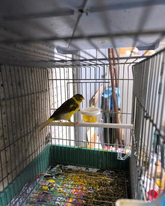 Uccelli