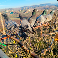 Piccioni ternani e rosati da caccia