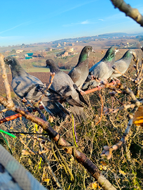 Piccioni ternani e rosati da caccia
