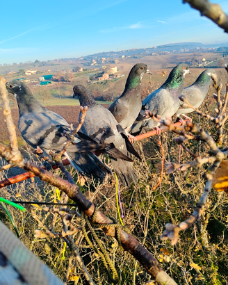 Piccioni ternani e rosati da caccia