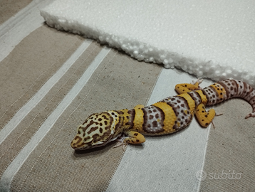 Geco leopardino bell