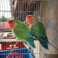 Coppia inseparabili NT