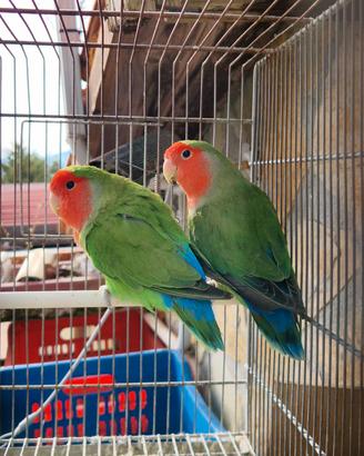 Coppia inseparabili NT