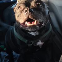 Staffordshire bull terrier