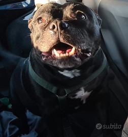 Staffordshire bull terrier