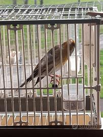 Ibrido cardellino x canarina