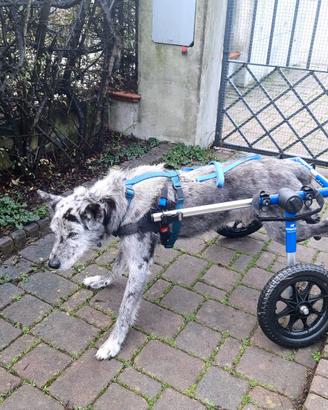 Carrello per cani disabili ORTOCANIS