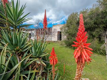 Casa uso deposito da ristrutturare con vigneto
