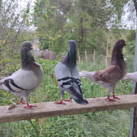 Cravattati Italiani Reggianini