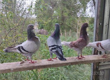 Cravattati Italiani Reggianini