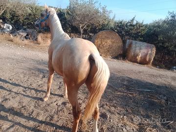 Puledro Paint 14 mesi