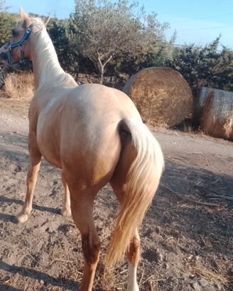Puledro Paint 14 mesi