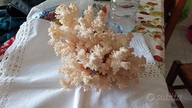 corallo bianco naturale