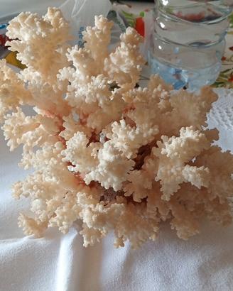 corallo bianco naturale