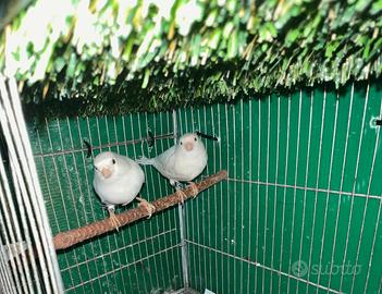 Canarini bianco recessivo