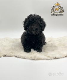 Stupendo maschietto Barboncini Black