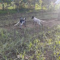 Cuccioli di Setter Inglese