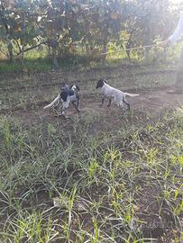 Cuccioli di Setter Inglese