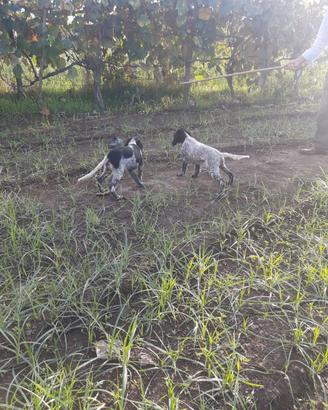 Cuccioli di Setter Inglese