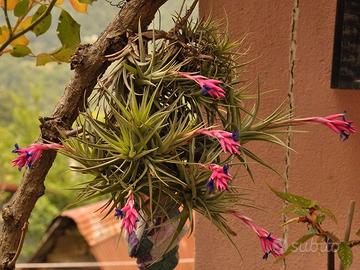 piantina di tillansia