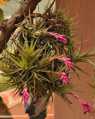 piantina di tillansia