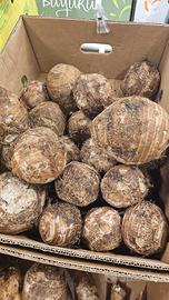 Bulbi di colocasia acquatica (2€  l'uno)