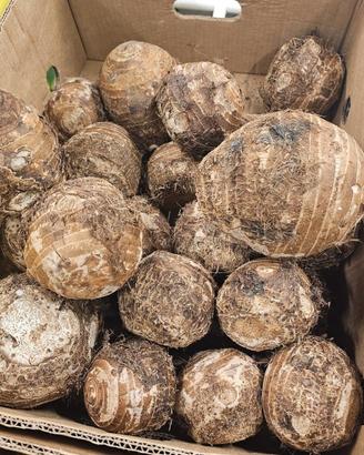 Bulbi di colocasia acquatica (2€  l'uno)